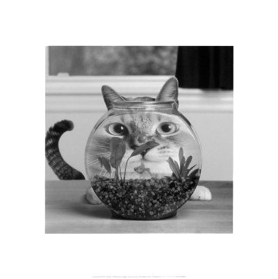 Pez gato Lámina por Cydney Conger