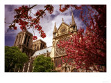 Notre Dame w/ magnolia blossoms, Paris Prints